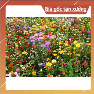 [ Hạt Giống Xịn ]  100H - Hạt giống hoa dại sân vườn kết hợp - mix >25 loại