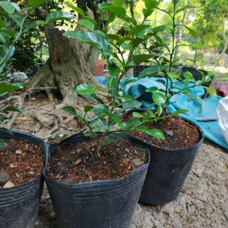 Cây chúc thái  an giang