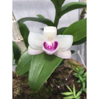 Hoa Lan Giả Hạc Cánh Bầu Mắt Đỏ