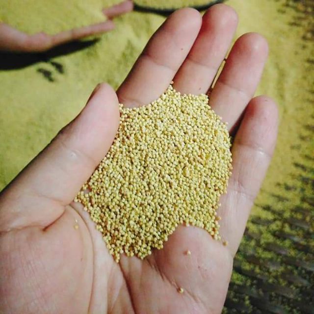Hạt kê vàng thuần chủng hạt nhỏ li ti bao dẻo, đã tách vỏ, hút chân không cẩn thận