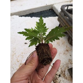 sét 10 cúc tiểu thư