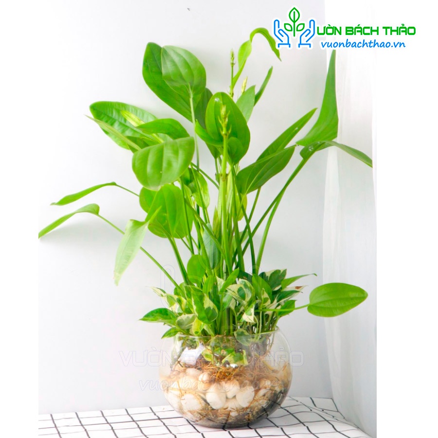 Bụi cây bách thủy tiên trồng được dưới nước dễ trồng dễ chăm - Cây Hoa Việt