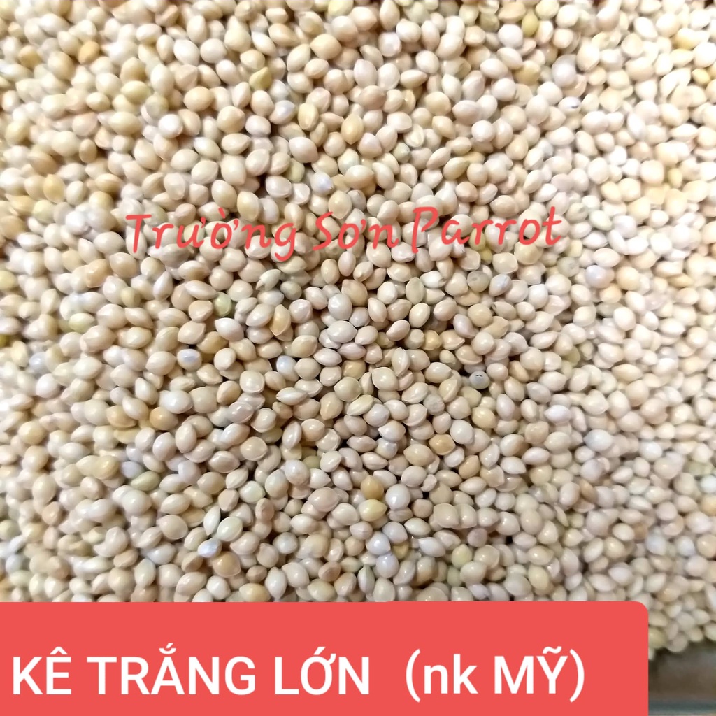 Hạt kê trắng to cho vẹt, yến phụng, 7 màu, chim cảnh, gà, sóc, hamster.....gói 0,5kg/1kg