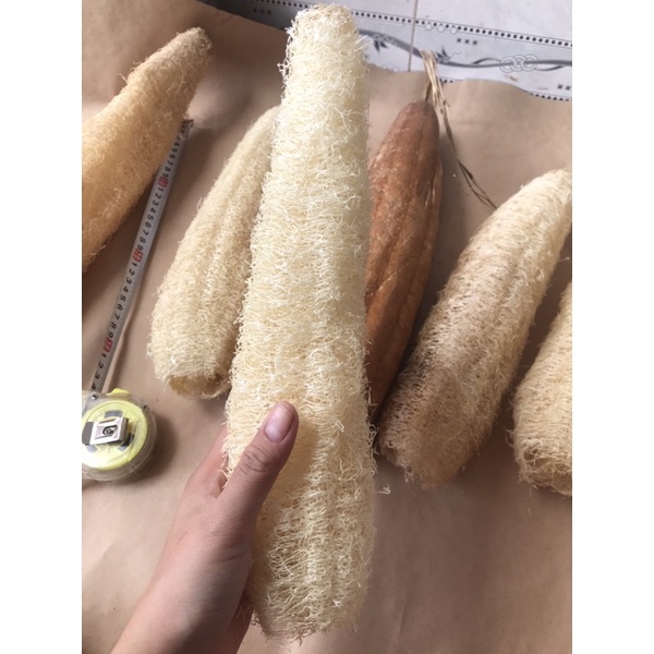 Xơ mướp khô nguyên trái sạch tự nhiên làm bông tắm, miếng rửa chén- 12- 40cm- hàng xuất khẩu