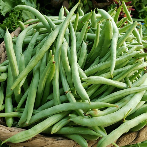 ( HOT HOT ) Hạt giống đậu lùn siêu quả 50gr, đậu cove bụi