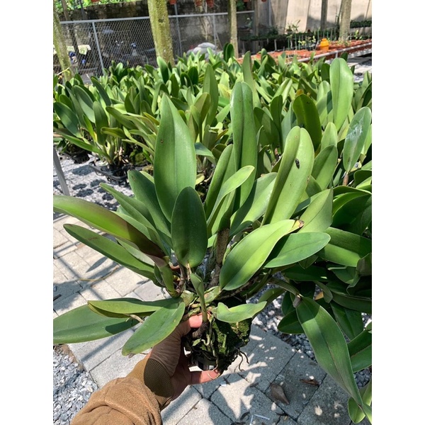 CATTLEYA HOA ĐẠI HÀNG KHỦNG LONG, CÓ CHẬU ĐANG MÈO