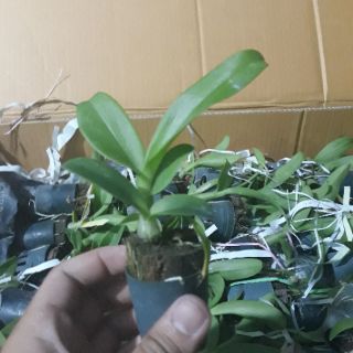 Denro nhiều màu size giống