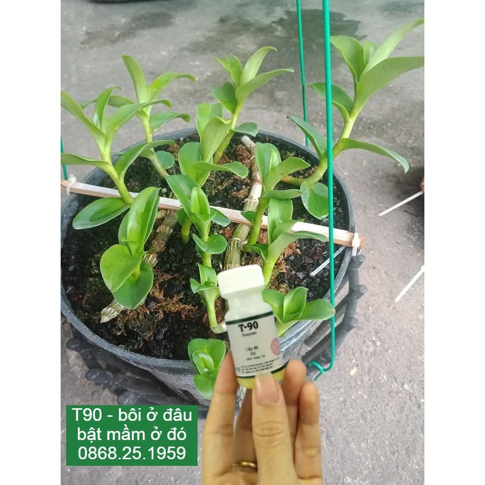 Kích mầm T90 cam kết hiệu quả 100%, bôi ở đâu bật mầm ở đó