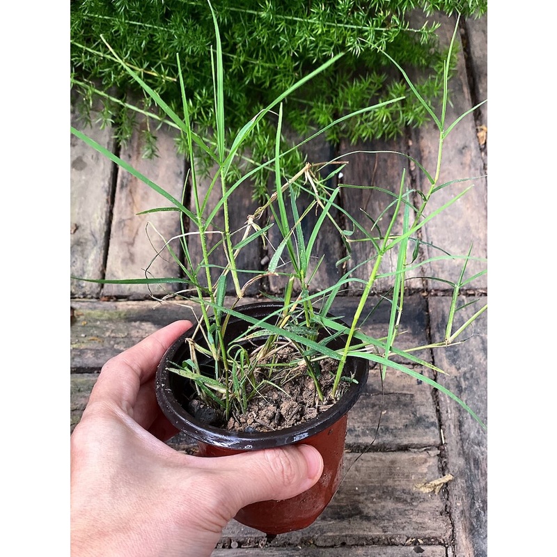 Cây Elymus repens Eurasian Grass (Cỏ Cảnh Á Âu) chậu nhựa 8cm