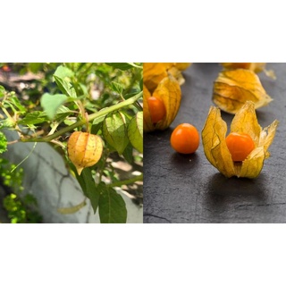 Hạt giống cây tầm bóp(thù lù nam mỹ) 25 hạt.