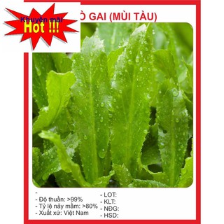 Hạt Giống Ngò Gai (Mùi tàu) 2gr HOA RAU TRỒNG KỊP TẾT
