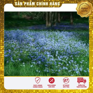 Hạt Giống Hoa Lưu Li(For get me not ) - 50 hạt
