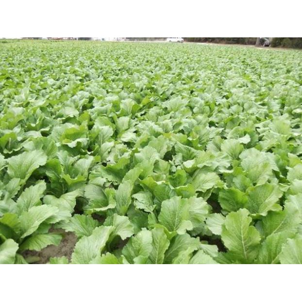 Hạt giống cải mơ xanh khổng lồ Thái lan