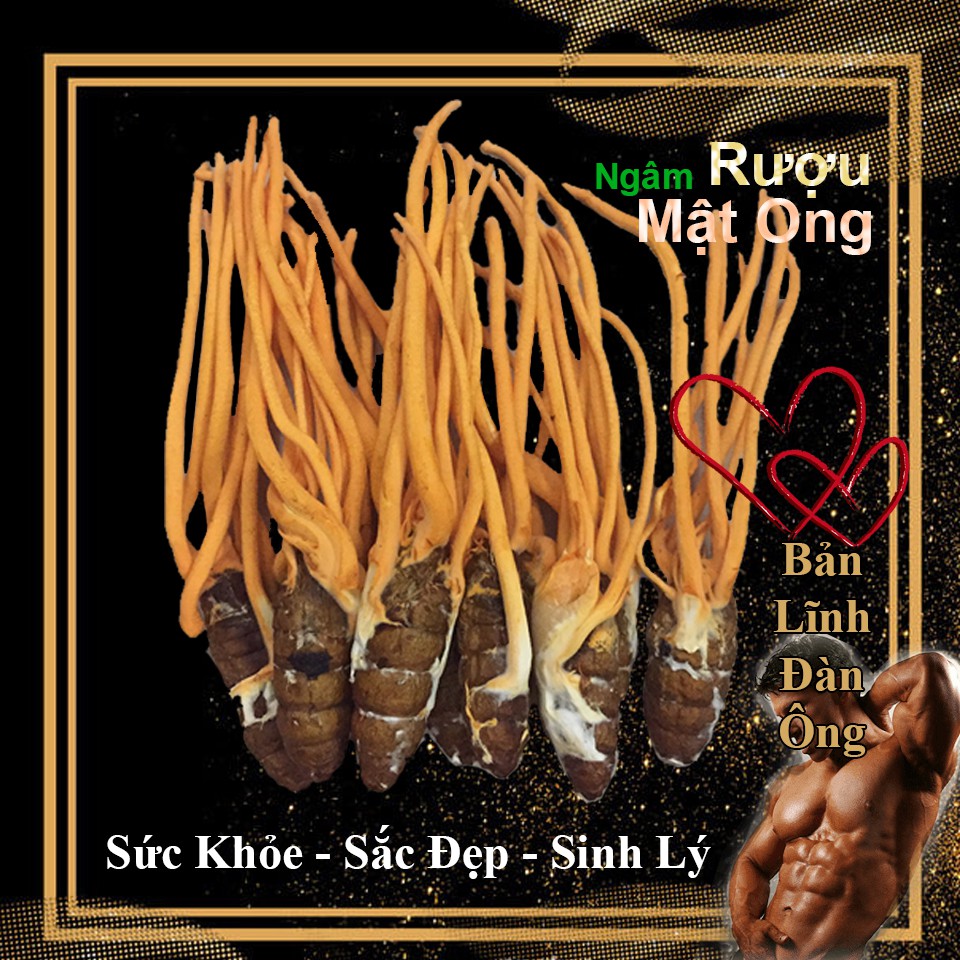 Đông Trùng Hạ Thảo Nhộng Tằm Nguyên Con Sấy Thăng Hoa ADENOSINE ĐẠT 5.71mg/100g | BigBuy360 - bigbuy360.vn