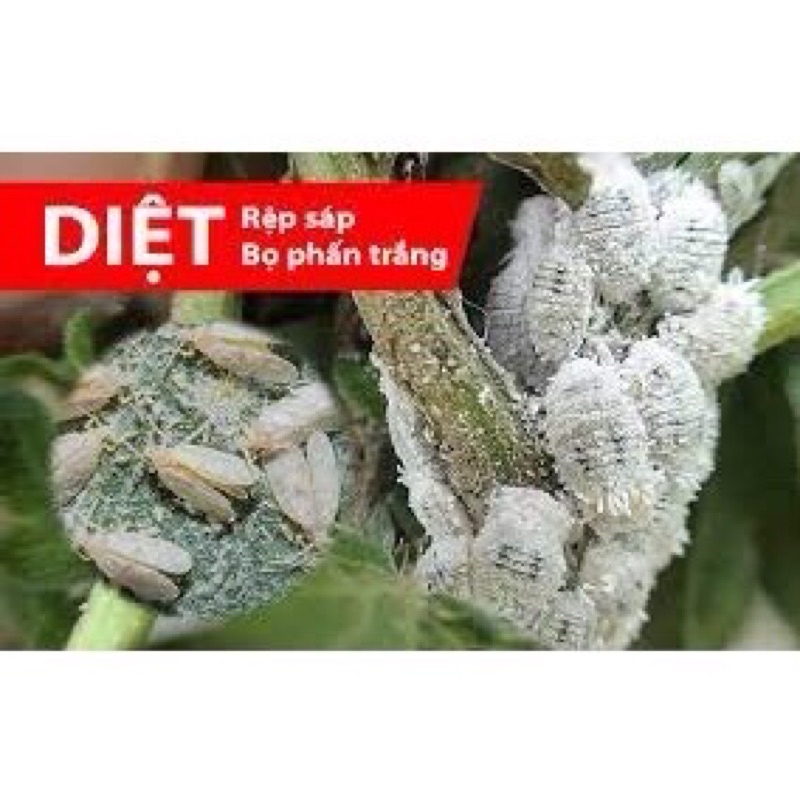 Thuộc diệt côn trùng hại cây trồng Chaste 450 WG