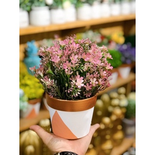 Chậu hoa liti nhiều màu sắc