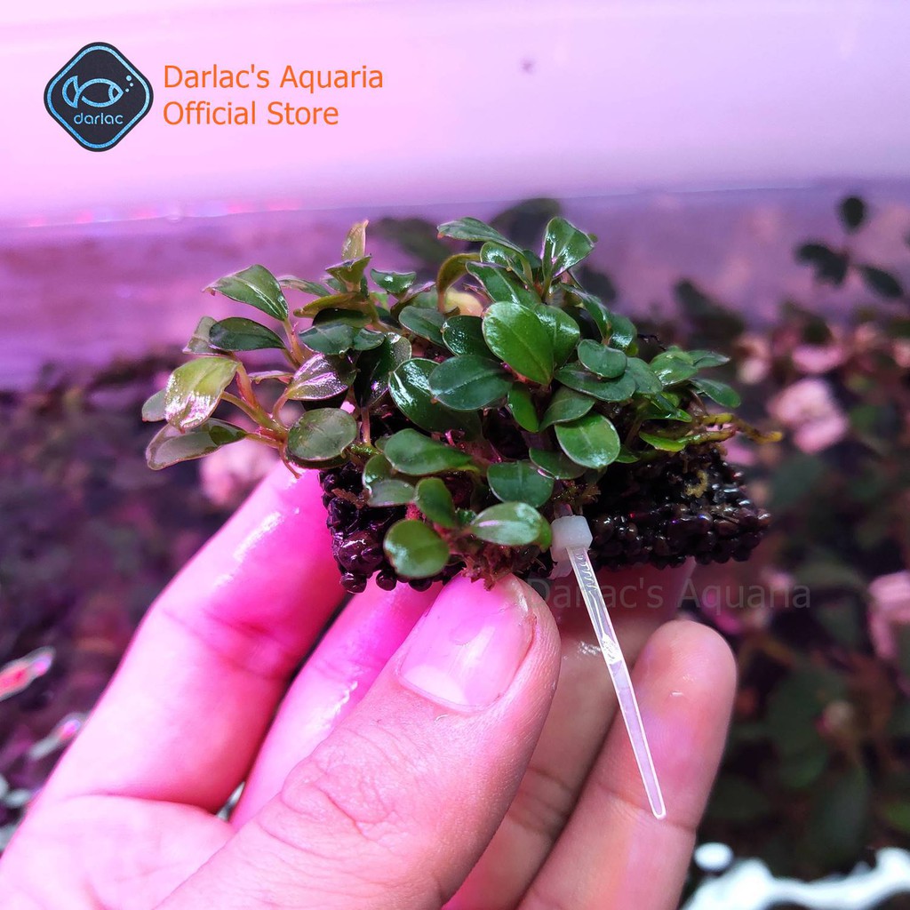 Thanh bucep thủy sinh đã ra lá nước - Cây thủy sinh bucep - Darlac's Aquaria Bucephalandra
