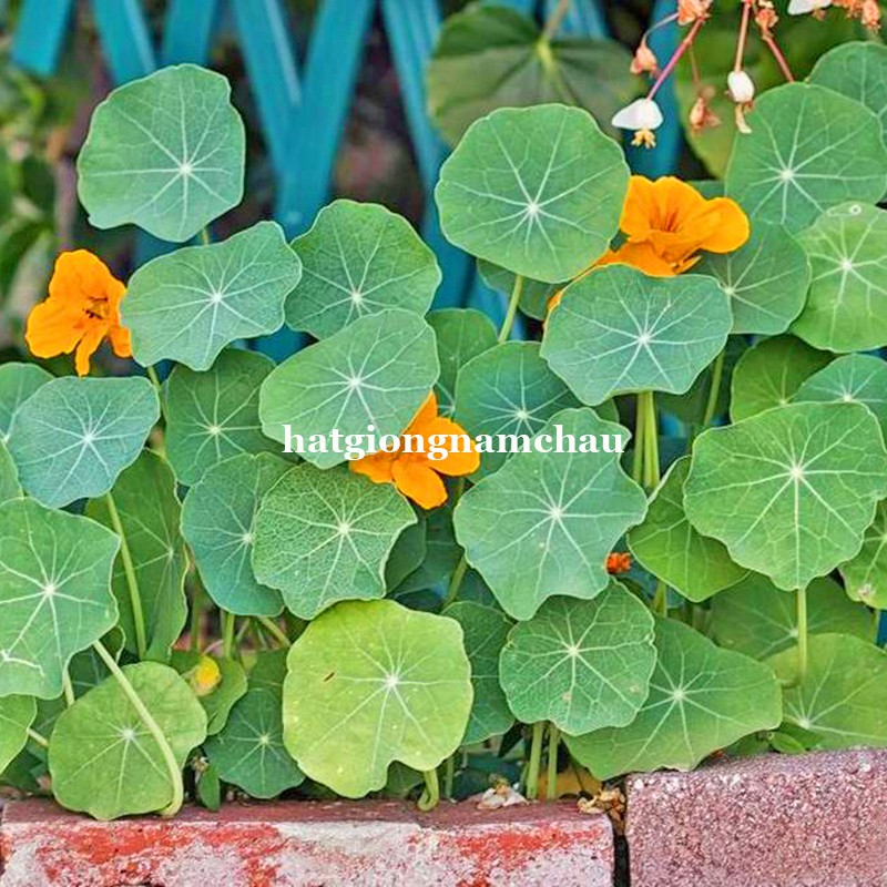15H - HẠT GIỐNG HOA SEN CẠN ĐỨNG MIX