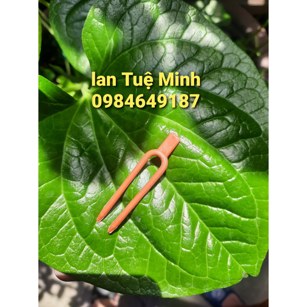 [FREESHIP TỪ 50K] 10 Kẹp cố định kie phong lan