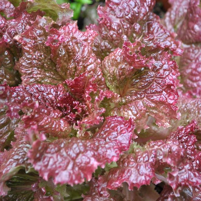 2000 Hạt Giống Xà Lách Nếp Tím Giòn Ngon, Năng Suất