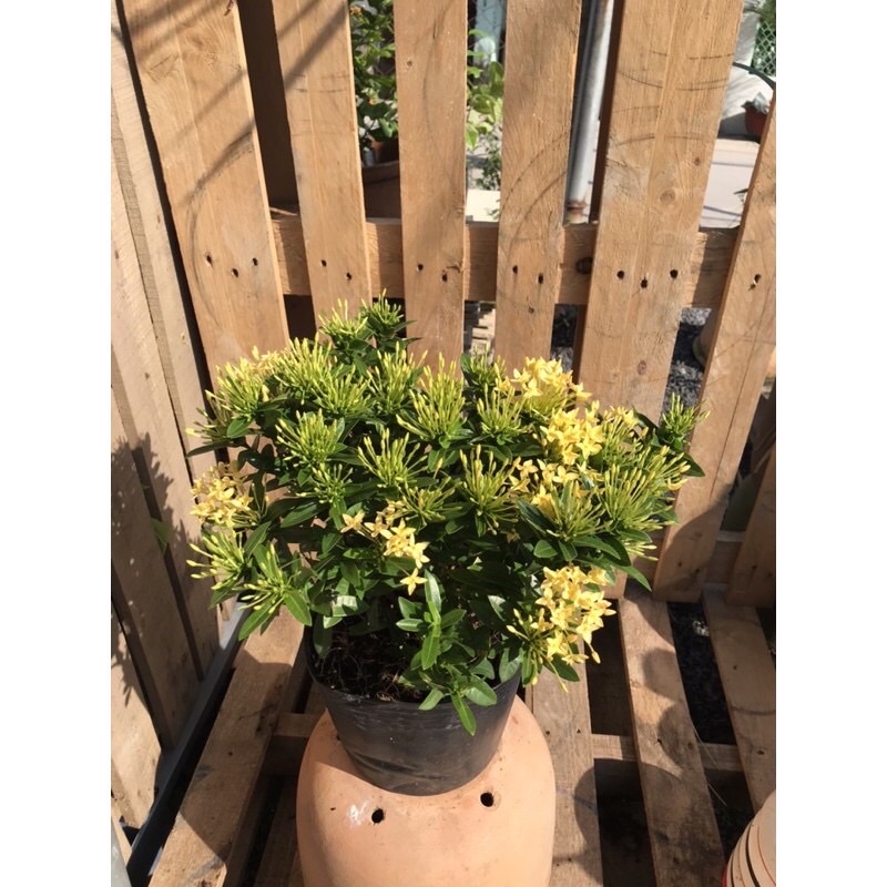 Cây trang thái hoa vàng