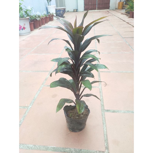 Cây huyết dụ giống mới