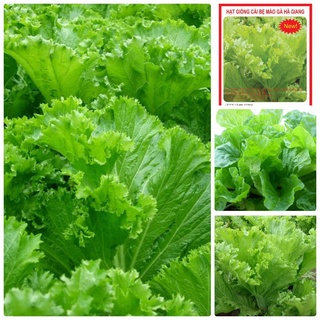 HG Cải bẹ Lùn Chuẩn Hà Lan