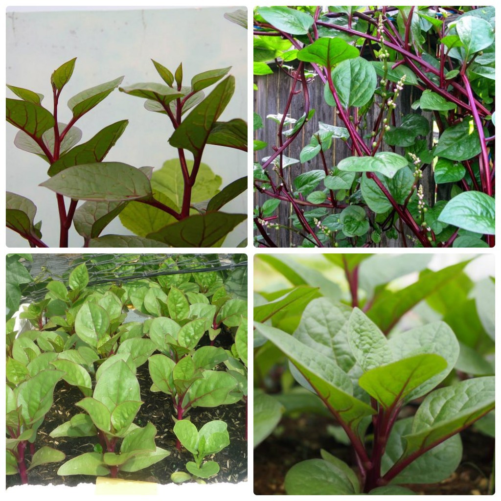 Hạt Giống Mồng Tơi Đỏ Rạng Đông