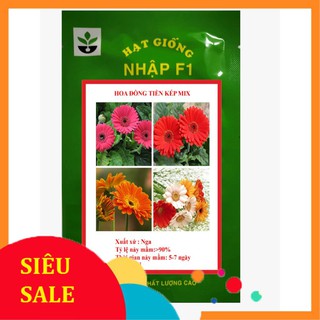 30 hạt giống hoa đồng tiền  TẾT KHUYẾN MẠI