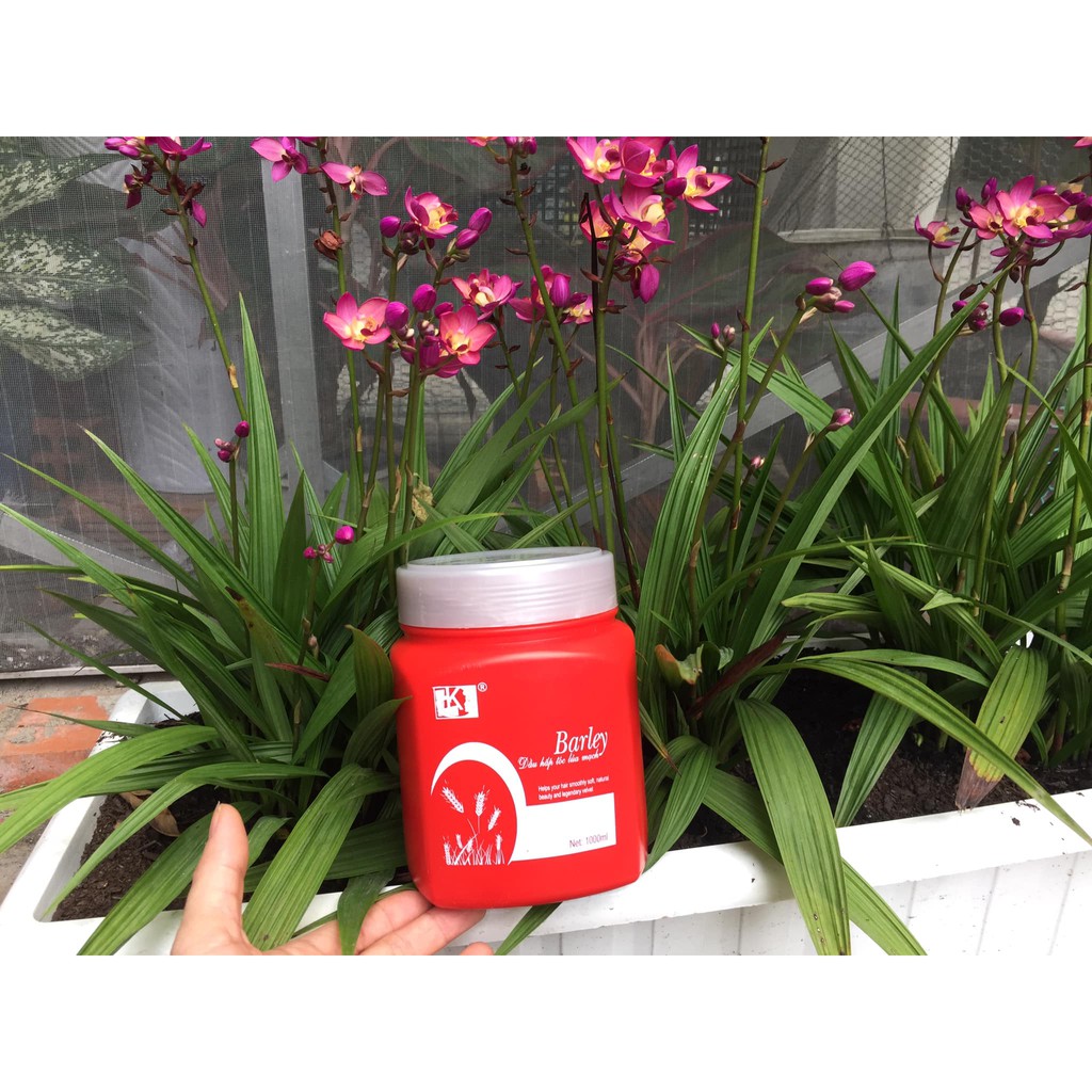 Dầu hấp Barley đỏ LK chiết xuất lúa mạch 1000ml