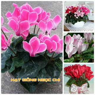 Hạt Giống Hoa Anh Thảo Mix - 5 Hạt