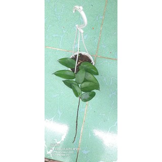 Cẩm cù Dasyantha - số 22