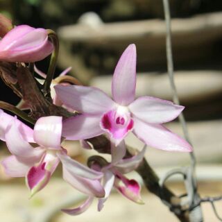 Hoa phong lan giả hạc di linh - cây giống