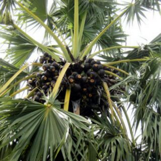 1kg đường thốt nốt
