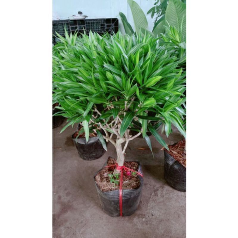 Cây Trúc Bách Hợp  cao 80cm