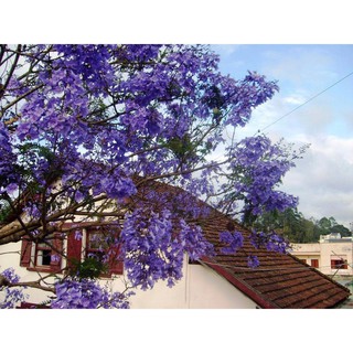 CÂY GIỐNG HOA  PHƯỢNG TÍM