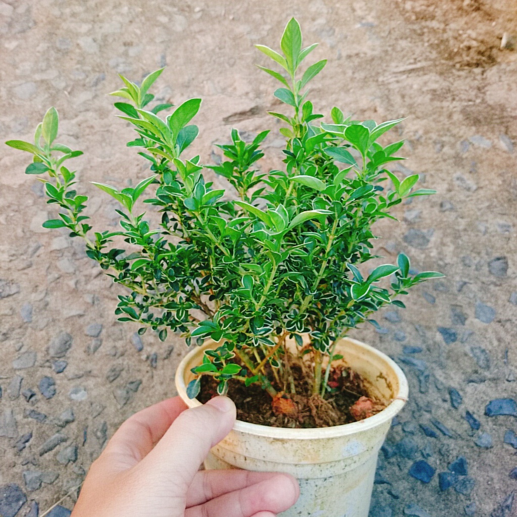 Cây cảnh bạch tuyết mai