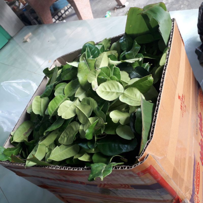 Lá chúc 0,5 kg giá 70k. Lá chanh thái. Lá nấu lẩu thái.Lá hình số 8, nhiều tinh dầu.