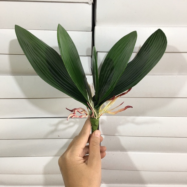 Cụm lá lan tròn (hồ điệp) 5 lá, có rễ giả, dùng trang trí gốc lan giả, điểm bó hoa/ chậu lan giả