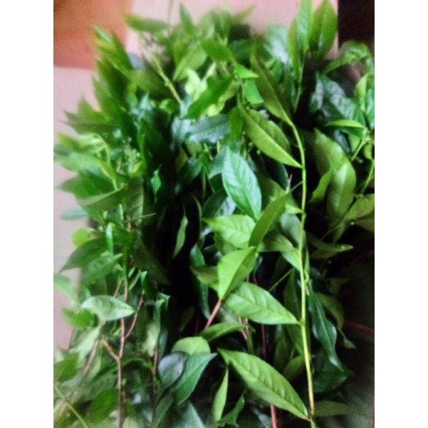 1kg lá trà xanh tươi