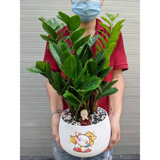 Chậu sứ Bát Tràng in hoạ tiết Tết
