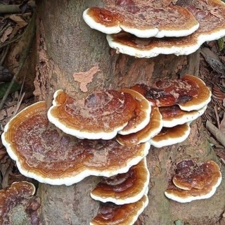 Nấm linh chi chuẩn rừng 1 kg