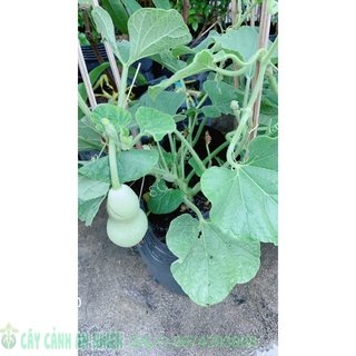 Cây bầu hồ lô