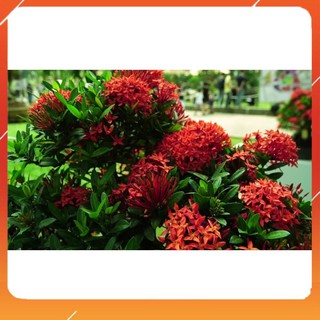 [BÁN CHẠY] hoa mẫu đơn bỉ- màu đỏ, gửi đi nguyên bầu lớn đang hoa, dòng lá nhỏ dày