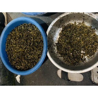 Hạt Cào Cào - Hạt Châu Chấu cho Mào, Choè