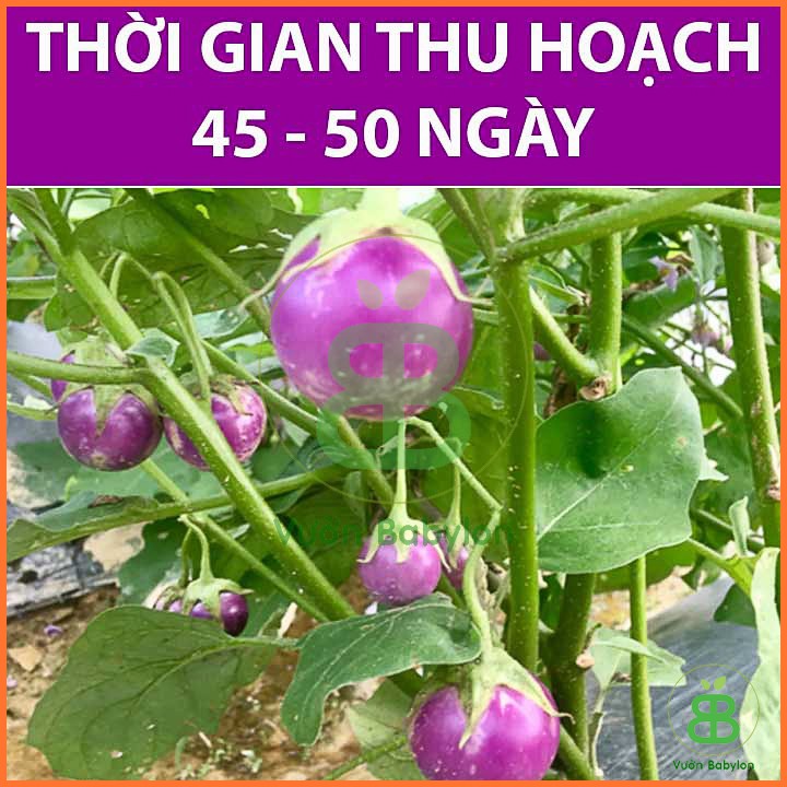 Hạt Giống Cà Pháo Tím Sai Trái, Siêu Giòn 0,5Gr