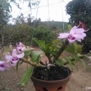 Phong lan di linh nù tam bố