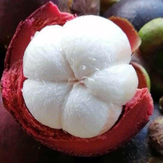 Măng cụt chín cây hàng ngọt 500gr/70k