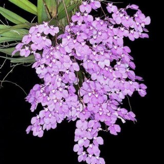 Hoa phong lan vũ nữ peru