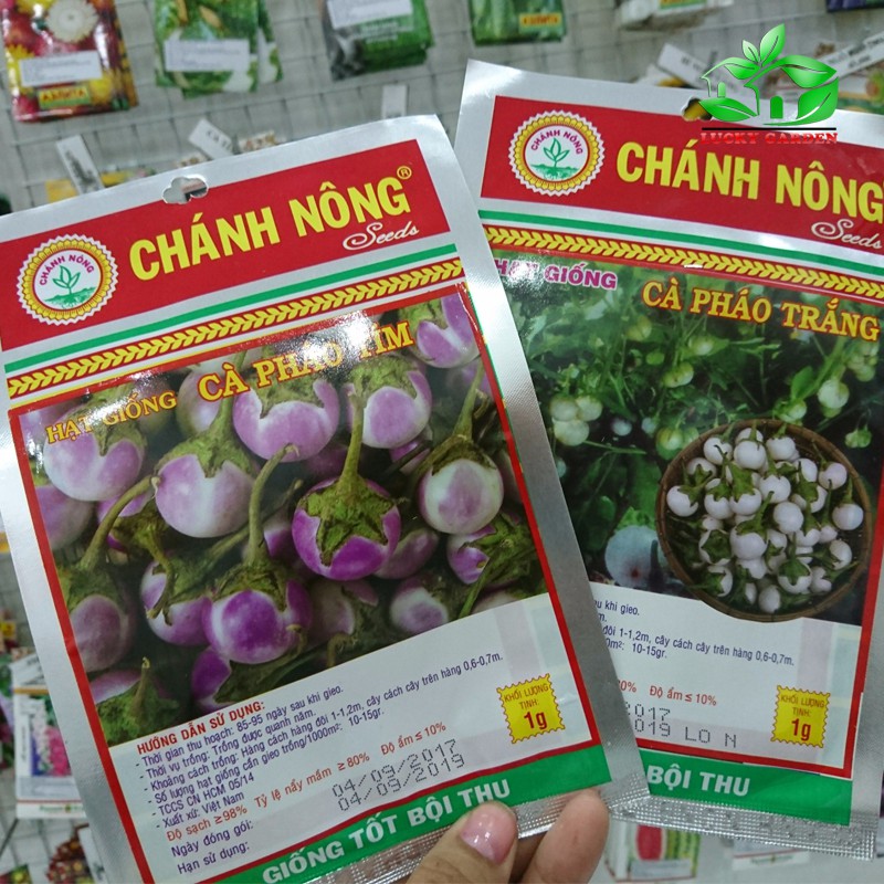 Hạt giống cà pháo tím